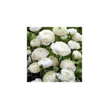 Ranunculus White Flower Corms/Bulbs. Hardy Colourful Flowers. (10)