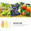 Tree Fruit Harvester Picker Basket for Orange Lemon Pear Peach (Yellow Orange White) 3