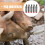 5St Automatische Drinker Varkens Waterer 8