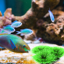 Aquarium Dekopflanze, Kunststoff
