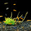 Simulationspflanzen Orange Aquarium 3