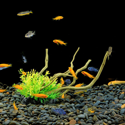 Simulationspflanzen Orange Aquarium 2