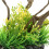 Simulationspflanzen Orange Aquarium 5