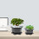 2Sets Plastic Donkergrijs PP Stevige Plantenhouder Voor Thuis 1