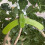 15Pcs Adjustable Plant Branches Bender Fixator Reuseable Branch Puller Twig Fixing Clamp Bonsai Modelling Tool Garden 1