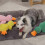 Brinquedo interativo em forma de pato para cães com som real de grasnar, peluche macio e resistente 4