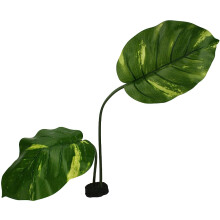 Planta de Terrario Komodo Woodland Canopy