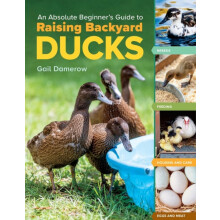 An Absolute Beginners Guide to Raising Backyard Ducks Breeds Feeding H