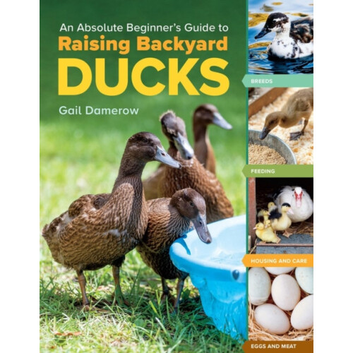 An Absolute Beginners Guide to Raising Backyard Ducks Breeds Feeding H