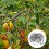 Fruit Tree Branch Puller Tying Machine Farm Tools New Plum Tree Open Angle Pull Branch Bending Tool Fruit Branch 50PCS 7