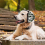 Paraorecchie antirumore per cani di taglia media e grande, comodi, con design mimetico. 3