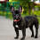 (black, L) Bite-Resistant Dog Collar Leather Adjustable Small Solid Colour for Canine Use 3
