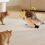 Remote Control Interactive Cat Toys Flying Bird Flapping Wings 5