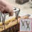 2 Pc Bee Hive Frame Clip Nest Box Frame Holder Tool Bee System Queen Beekeeping Beekeeper Rearing Capture Equipment Grip 3