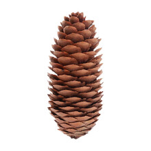 Pigne naturali in confezione multipla, grandi, medie e piccole, per decorazioni natalizie rustiche.