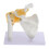 1St Skelet Schoudergewricht Model Met Voor 7