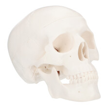 1St Kunstzinnig Plastisch Schedelmodel Voor Desktop Decoratie