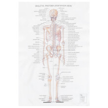 1Anatomical Poster Aan De Voor Feest En Educatieve Doeleinden