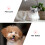 Kattenkraag Comfortabel Lichtgroen 6