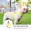 1Stk Hundegeschirr Mit Stabilem Brustgurt, Farbton 4