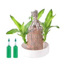 (C) Lucky Brazilian Wood Stump Fast-Growing Mini Tree Good Fortune Decoration Air Purifying Plant Desktop Ornament