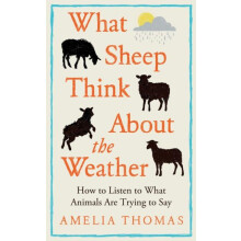 What Sheep Think About the Weather by Amelia Thomas Hardcover Book