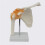 Anatomical Shoulder Joint Model Human Shoulder Ligament Anatomy Shoulder Joint Educational Tool 6