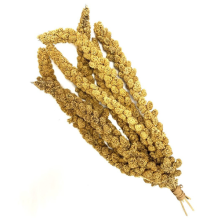MILLET SPRAYS X 2kg PREMIUM AVIARY BIRD FOOD Sold By Maltbys' Stores 1904 Ltd