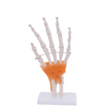 (B) Modell des menschlichen Fußgelenks mit Bändern, anatomische Fußknochenstruktur aus PVC für medizinische Ausbildung und Forschung