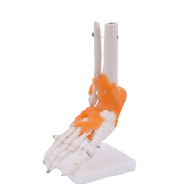 (C) Modell des menschlichen Fußgelenks mit Bändern, anatomische Fußknochenstruktur aus PVC für medizinische Ausbildung und Forschung