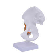 (E) Anatomisches Fußskelettmodell mit Sockel, weißes PVC-Fußgelenk für naturwissenschaftliche Labore und Patientendemonstrationen