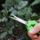 Small Pruning Shears Hydroponic Blade Shears Scissors Pruning Shears 6