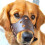 (Brown, S) Dog Muzzle Leather, Padded, All Seasons, Breathable Design, Solid Colour 1