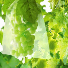 Sac de Protection pour Grappes de Raisins – 100 Sacs Filets – Taille 30 x 20 cm – Vert