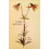 Bright Specimen by Julie Poole Paperback Book 1