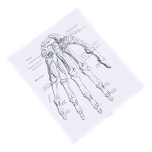 1St Decoratieve Anatomie Pendel Voor En Klaslokaal