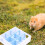 1Hamster Tunnel Speelgoed , Activiteit En Rustplek 9