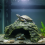 (Small Turtle Cave) Turtle Basking Rock Cave - Eco Resin Decor 6