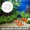 5St Acrylic Visvoerbak Met Zuignap Vis- En Garnalentank 8
