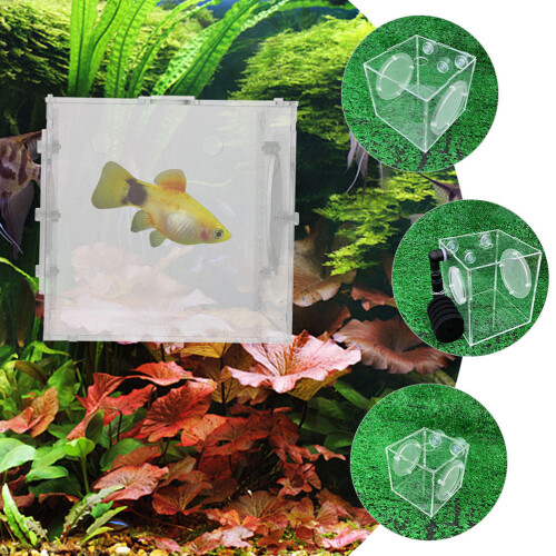 Duurzame Aquarium Broedbox Met Visisolatiefunctie 2