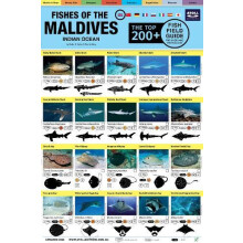 Maldives Fish Field Guide Top 200 by Tim Godfrey Other Book
