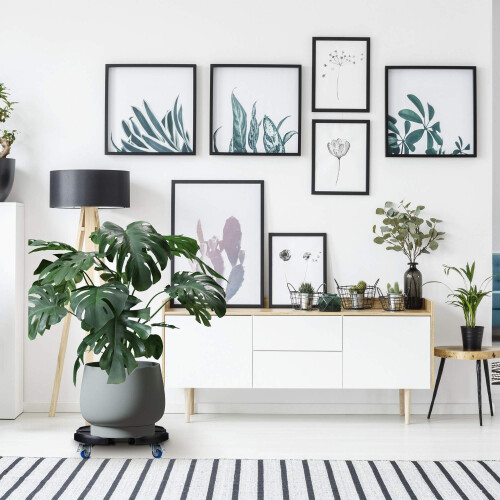 Intrekbare plantenrol