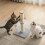 Skylos 51cm Cat Scratching Post Strong Natural 1