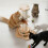 Skylos Cat Scratching Post Strong Natural Sisal 1