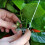 Tomato Support Hooks 10Pcs, Garden Planting 1