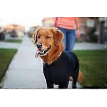 (Black, 2XL) Combinaison pour chien de sport, anti-mue, apaisante, protection UV, convalescence post-opératoire, maison voiture voyage