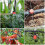 100Pcs Drip Irrigation Drippers, Garden Emitter Sprinkler Nozzles, 360 Adjustable Automatic Drip 2