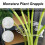 10 Stück Pflanzenstützstäbe – Transparente ABS Monstera Blattformer 4