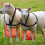 Adjustable Goat Apron for Anti-Breeding and Bucks Control with Bright Orange Visibility 7