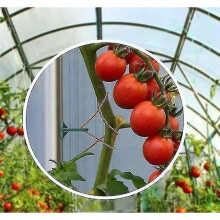 Pack of 50 Greenhouse Clips - Greenhouse Clips - Easy to Install Small Greenhouse Black Plastic Clip